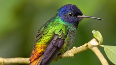 Estos son los colibríes más pequeños y coloridos