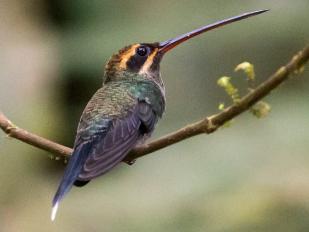 Estos son los colibríes más pequeños y coloridos