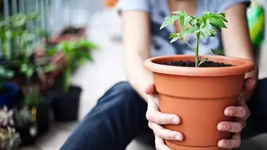 Consejos para cuidar las macetas de las plantas Consejos para cuidar las macetas de las plantas