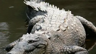 Encuentran cocodrilos capaces de sobrevivir en ambientes tóxicos Encuentran cocodrilos capaces de sobrevivir en ambientes tóxicos