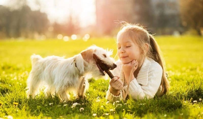 Qué hacer para que el perro se adapte de forma exitosa