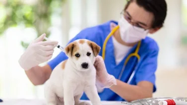 Consecuencias de no vacunar a los cachorros