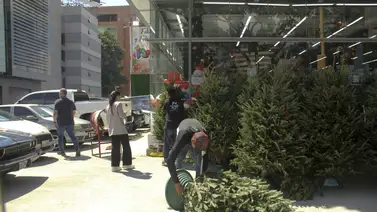 Estos son los arbolitos más buscados para Navidad en el este de Caracas Estos son los arbolitos más buscados para Navidad en el este de Caracas