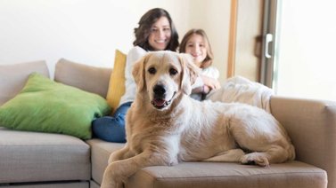 Cómo educar a tu perro para convivir en casa