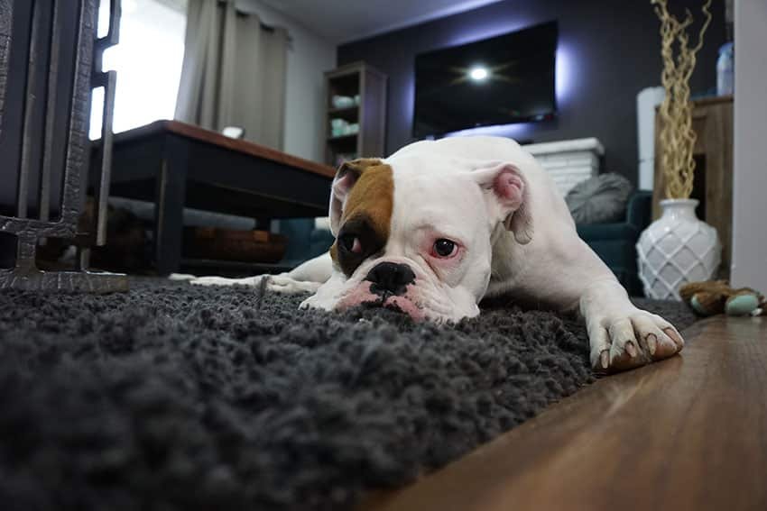 Cómo educar a tu perro para convivir en casa