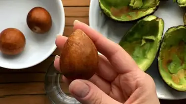 Para qué sirve la semilla del aguacate Para qué sirve la semilla del aguacate