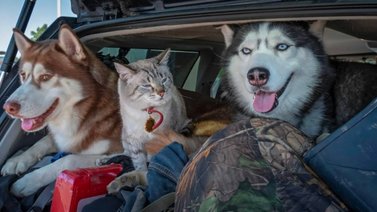 Sigue estos consejos si viajas con mascotas