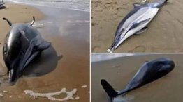 Invasión rusa pone en peligro de extinción a más de 80 especies