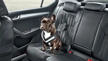 ¿Dónde debe viajar el perro cuando va en carro? ¿Dónde debe viajar el perro cuando va en carro?