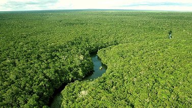 Deforestación en la Amazonía brasileña obtiene nuevo récord