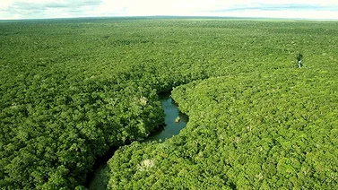 Deforestación en la Amazonía brasileña obtiene nuevo récord
