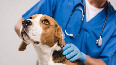 ¿Cuántas veces se debe llevar el perro al veterinario?