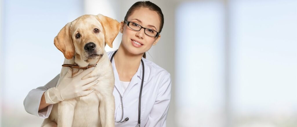 ¿Cuántas veces se debe llevar el perro al veterinario? ¿Cuántas veces se debe llevar el perro al veterinario?