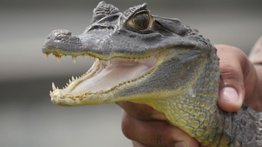 Fauna silvestre sorprende a vecinos en Maracaibo