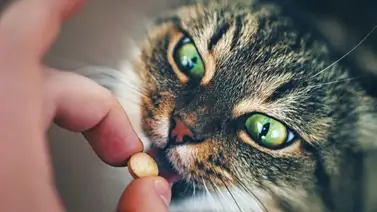 ¿Efectos secundarios de los anticonceptivos para gatas? ¿Efectos secundarios de los anticonceptivos para gatas?