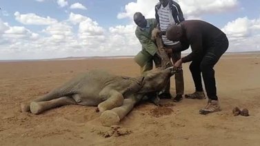 Sequía en Kenia causa la muerte a más de 200 elefantes