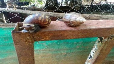 Alerta en Maracaibo ante proliferación de caracoles africanos
