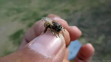 Abejas atacan a profesores y alumnos en una escuela de México Abejas atacan a profesores y alumnos en una escuela de México