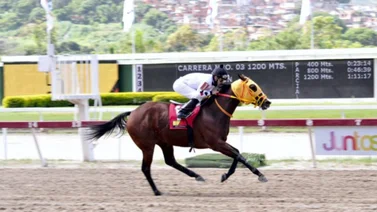 Strength Donatella viene por el desquite en el Clásico Nuestra Señora de la Chiquinquirá