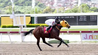 Strength Donatella viene por el desquite en el Clásico Nuestra Señora de la Chiquinquirá Strength Donatella viene por el desquite en el Clásico Nuestra Señora de la Chiquinquirá