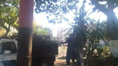 Árbol de 30 metros cae sobre dos vehículos en La Guaira Árbol de 30 metros cae sobre dos vehículos en La Guaira