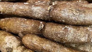 Incautan 77 kilos de supuesta marihuana dentro de tubérculos en Mérida Incautan 77 kilos de supuesta marihuana dentro de tubérculos en Mérida