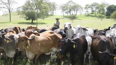 El sector ganadero necesita mil millonaria inversión (+Video)