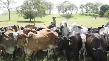 El sector ganadero necesita mil millonaria inversión (+Video)
