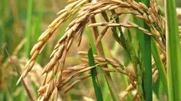 Guárico tendrá una producción de 280 mil kilos de arroz por día