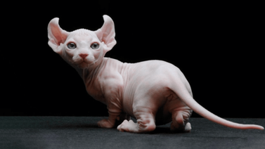 Este es el peculiar gato Elf