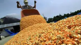 Producción de alimentos en Venezuela está en 11 millones 145 mil toneladas