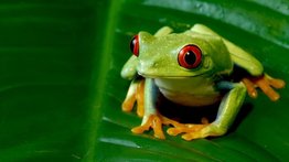 Descubren nuevas especies de ranas en Ecuador