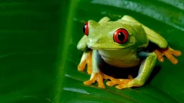 Descubren nuevas especies de ranas en Ecuador