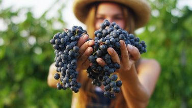 Variedades de uvas que debes conocer