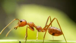 ¡Aterrador! Así se ve una hormiga de cerca