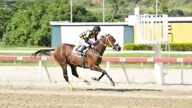 Queen Strawberry será la yegua más cotizada por el público apostador en la primera válida Queen Strawberry será la yegua más cotizada por el público apostador en la primera válida