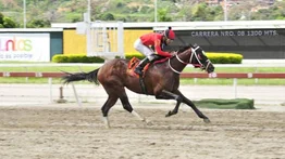 Templario ahora bajado de agrupación es una línea para el 5Y6