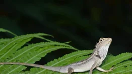 Conozca la razón por la cual los lagartos comen hormigas de fuego