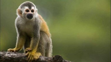 ¡En pleno Siglo XXI! Esto descubrieron en la selva Amazónica del Perú