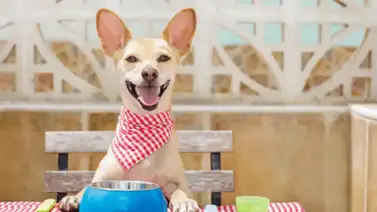 Higieniza el envase de comida de tu perro Higieniza el envase de comida de tu perro