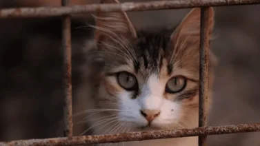 Rescatan más de 100 gatos encerrados en casa móvil de Florida
