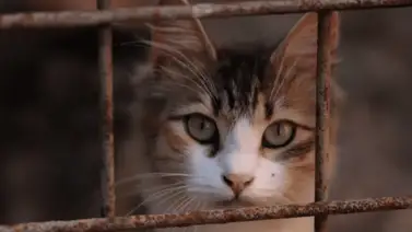 Rescatan más de 100 gatos encerrados en casa móvil de Florida Rescatan más de 100 gatos encerrados en casa móvil de Florida