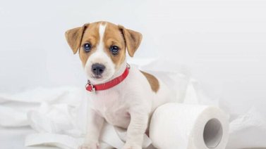 Claves para educar al cachorro hacer sus necesidades