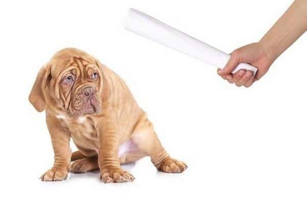 Claves para educar al cachorro hacer sus necesidades Claves para educar al cachorro hacer sus necesidades