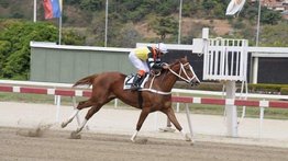 Sweet Champ lista para darle otra victoria del Stud Ferálico