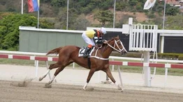 Sweet Champ lista para darle otra victoria del Stud Ferálico