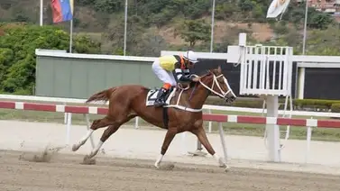 Sweet Champ lista para darle otra victoria del Stud Ferálico Sweet Champ lista para darle otra victoria del Stud Ferálico