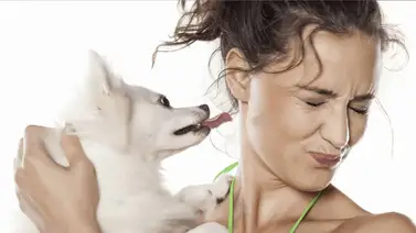 ¿Se puede prevenir el mal aliento en los perros? ¿Se puede prevenir el mal aliento en los perros?