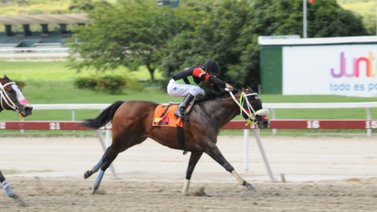 El invicto King Ponchi vuelve a pruebas públicas a defender su hegemonía
