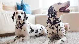 Qué cuidados necesitan los dálmatas
